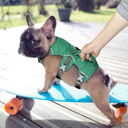mignon chien activite avec son harnais