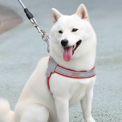 mignon chien assis avec son harnais