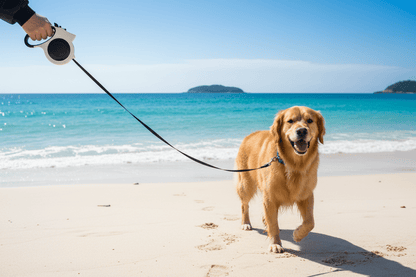Mignon chien avec laisse pour chien à la mer