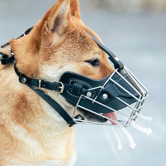 mignon-chien-avec-muselière-chien-cage