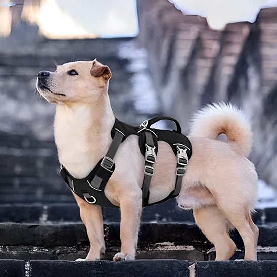 mignon chien escalier avec son harnais