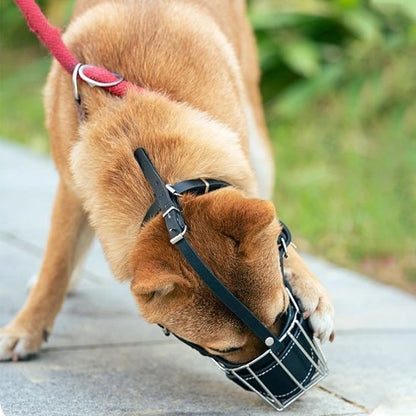 mignon-chien-jouant-avec-muselière-chien-cage
