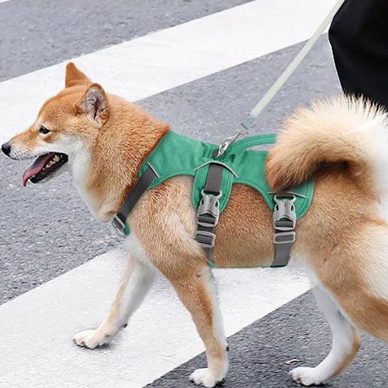 mignon chien jouant avec son harnais