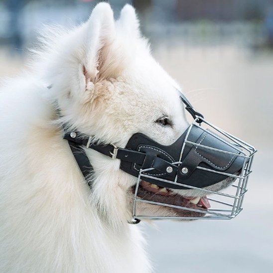 mignon-chien-observant-avec-muselière-chien-cage