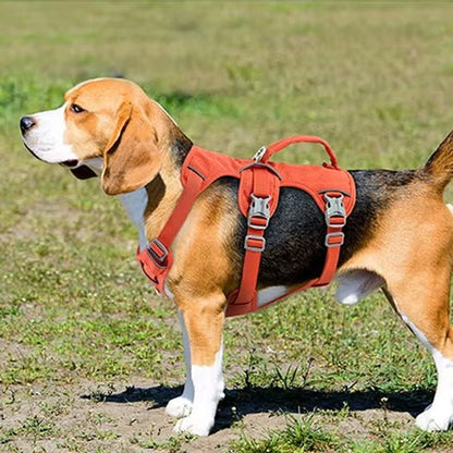 mignon chien terrain avec son harnais