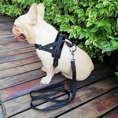 milou assis jardin avec son harnais pour chien