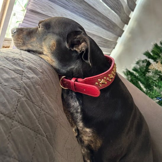 milou coucher observant avec son collier
