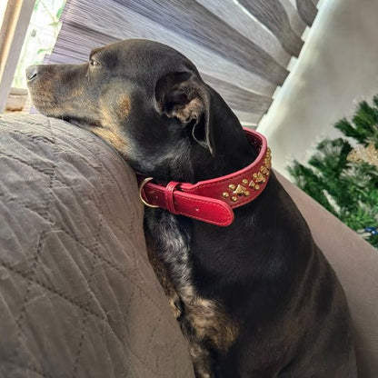 milou coucher observant avec son collier