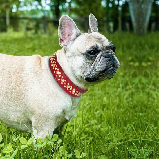 milou jardin avec son collier mignon