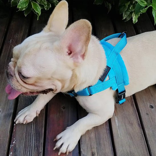 milou jardin avec son harnais pour chien