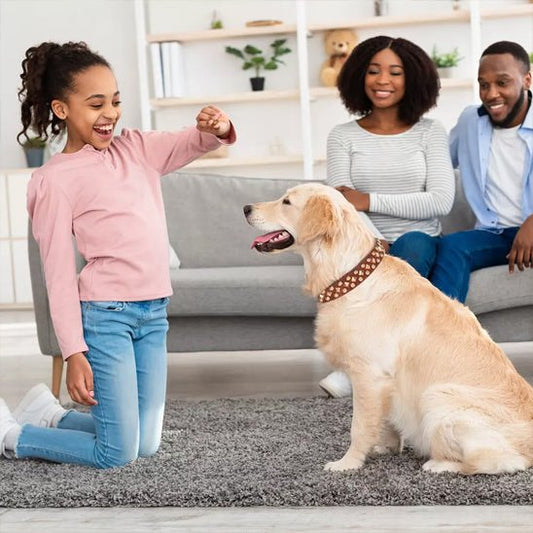 milou maison jouant avec collier en cuir pour chien