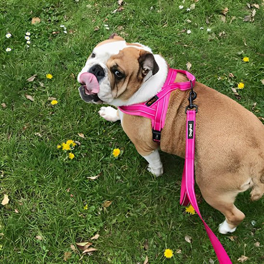 milou marchand jardin avec son harnais pour chien