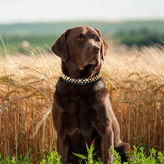 milou satisfait avec son collier-chmpetre