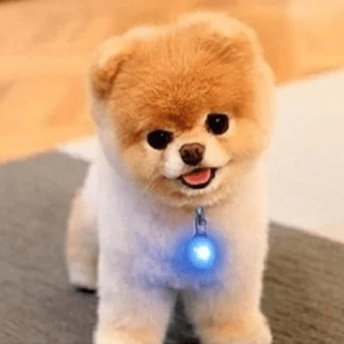 minou assis avec son collier led