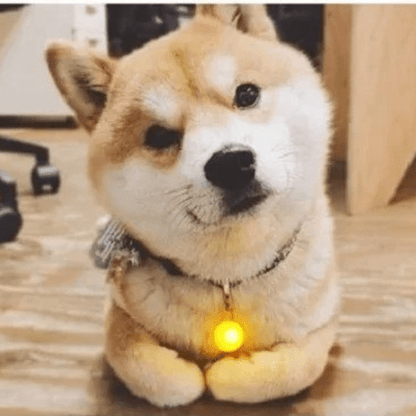 minou couchant avec son collier led jaune