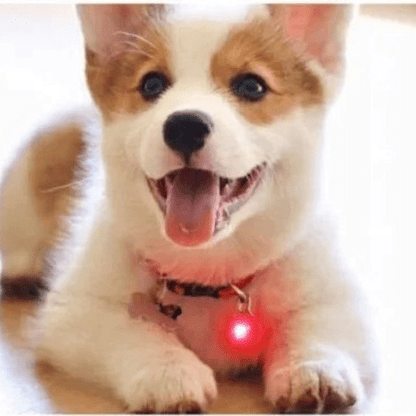 minou couche avec son collier led fierement