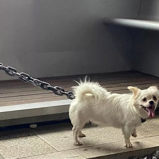 minou-maison-corrant-avec-laisse-chien