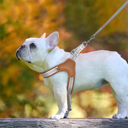 minou marchant fierement avec harnais pour chien