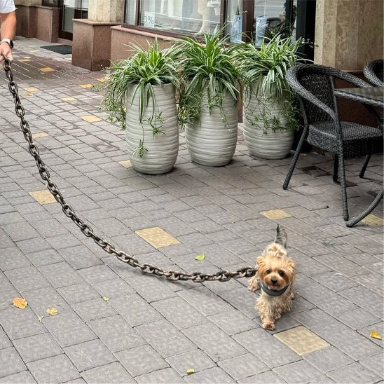 minou-promenade-avec-laisse-chien