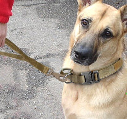 minou sortie avec collier de dressage pour chien