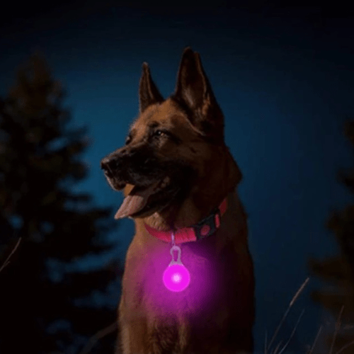 minou visite avec son collier led sortie