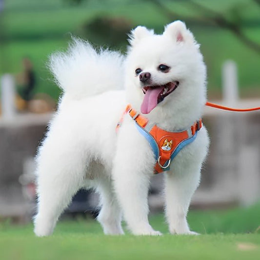 nounous merveilleux dans son harnais pour chien