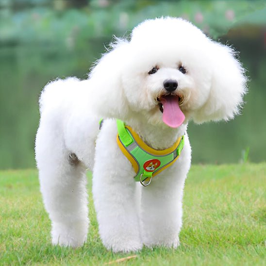 nounous portant harnais pour chien coup coeur