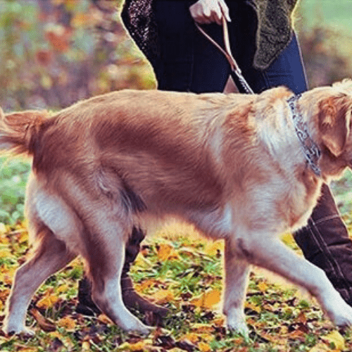 toutou balade avec collier de dressage pour chien