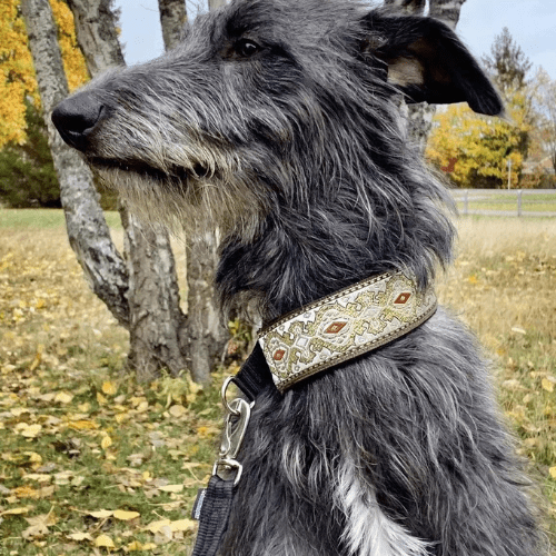 toutou balade dans son collier ethnique