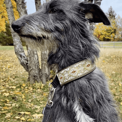 toutou balade dans son collier ethnique