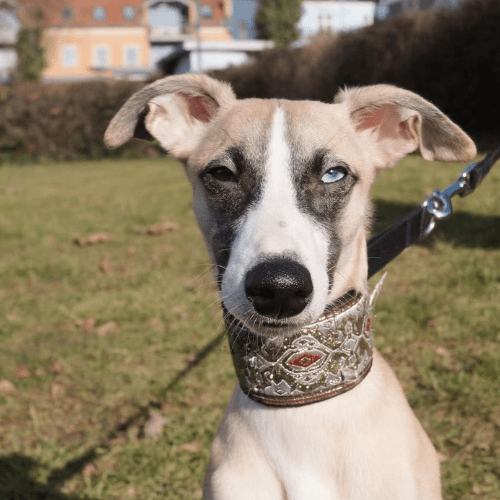 toutou chaleureux dans son collier