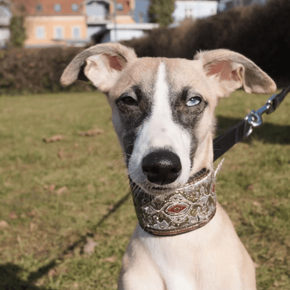 toutou chaleureux dans son collier