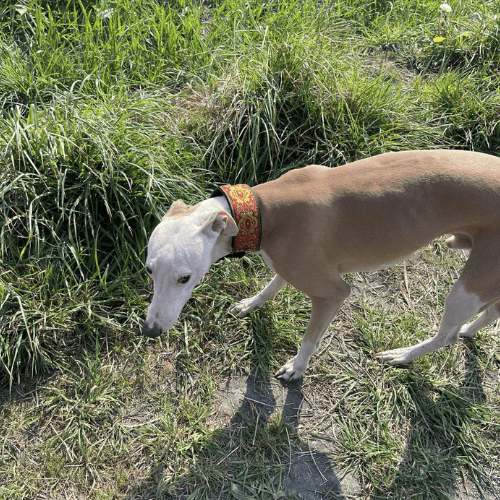 toutou champ dans son collier ethnique