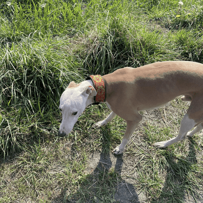 toutou champ dans son collier ethnique