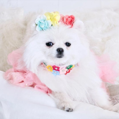 toutou confortable avec son collier pour chien