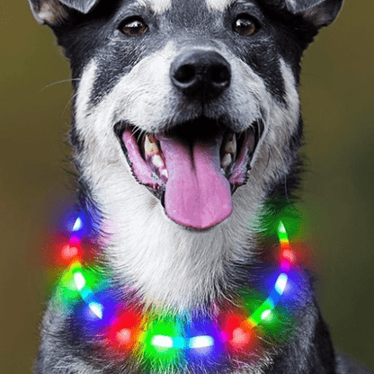 toutou elegant dans son collier lumineux