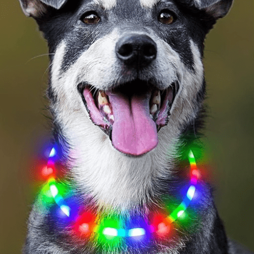 toutou elegant dans son collier lumineux