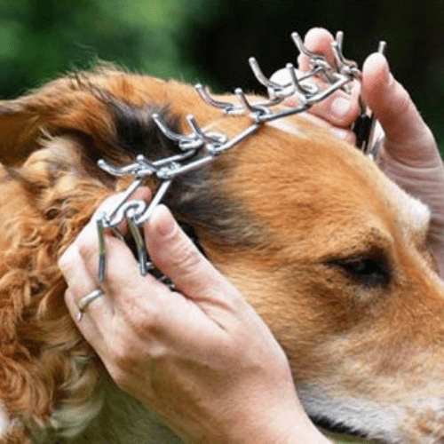 toutou essayant son collier de dressage pour chien