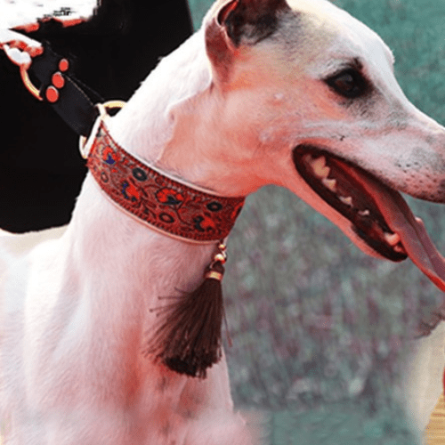 toutou festif dans son collier