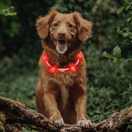 toutou foret avec son collier lumineux nocturne