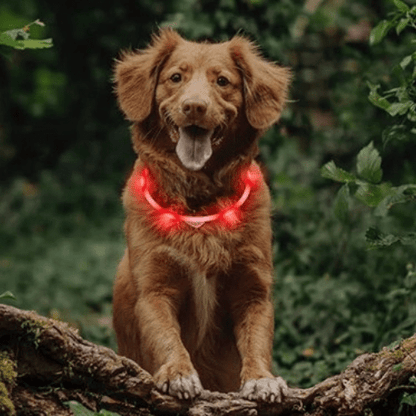 toutou foret avec son collier lumineux nocturne