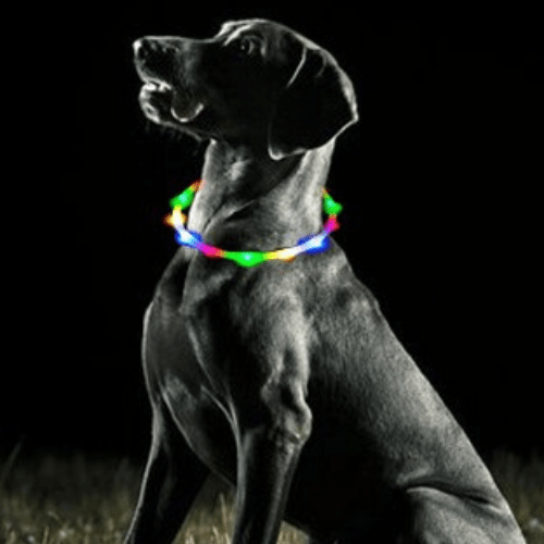 toutou joyeux dans son collier lumineux