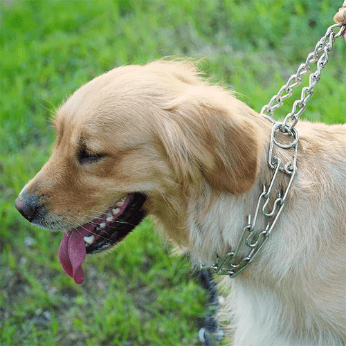 toutou naturel avec collier de  dressage pour chien