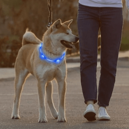 toutou sortie agreable collier avec lumineux